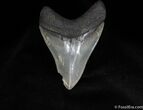 Sharply Serrated Inch Megalodon Tooth #52-2